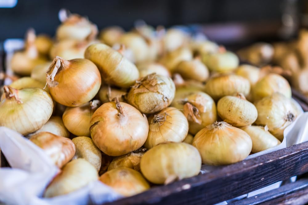 Golden Cipollini Onion Sets for Planting (50 Sets)