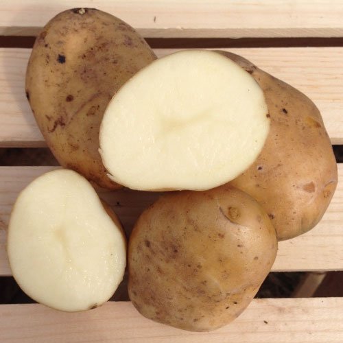 Kennebec Seed Potatoes, 5 lbs. (Certified)