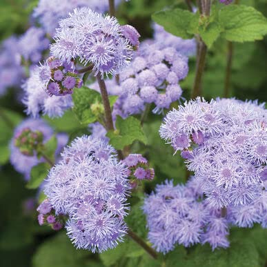 Blue Planet Ageratum Flower Seeds for Planting (1,000 Seeds) - Ageratum houstonianum - Exotic Blue Flossflower