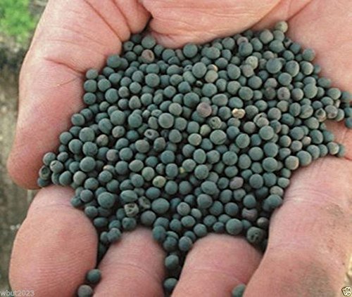 1000 Seeds Hairy Vetch Seeds, Used As a Cover Crop, Green Manure, Pasture, Silage, and Hay.