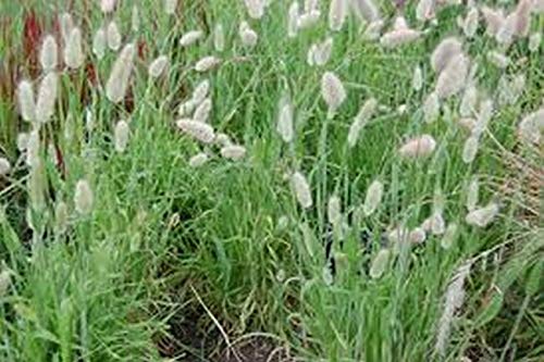 Bunny Tails- 25_Seeds -Easy to Grow for Home Gardens