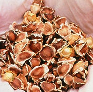 25 Seeds Moringa oleifera Drumstick Tree Seeds