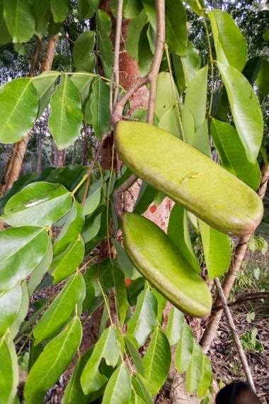 10 Makha Tree Seeds for Planting - Afzelia xylocarpa, Highly Valued Wood for Lumber