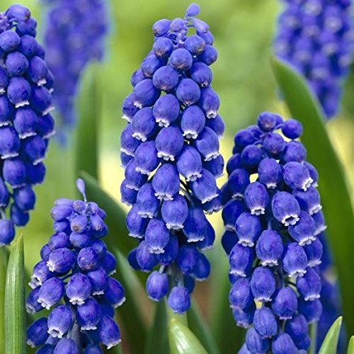 Grape Hyacinth Muscari Armeniacum (Bulbs ) Fall Planting Perennials Sun Shade (100 Bulbs)