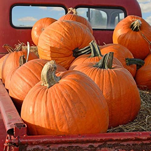 Jack O' Lantern Pumpkin Seeds for Planting - 20 Seeds - Grow Medium Sized Symmetrical Pumpkins for Carving Pumpkins