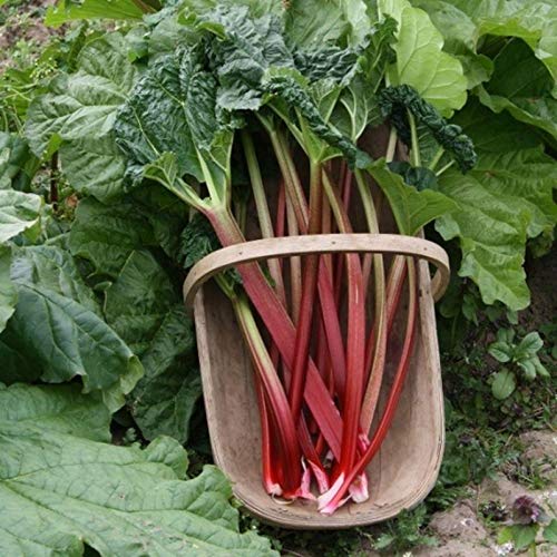 Victoria' Rhubarb Seeds - Much milder and Sweeter Than Other Types. So Good(25 - Seeds)