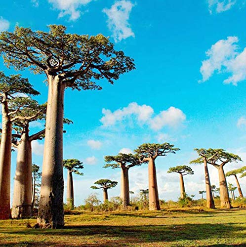 Atfipan 5Pcs/Bag Adansonia Digitata Baobab Tree Seeds Rare Perennial Plants Seeds Rare Rare Baobab Seeds Tropical Plant Garden Seeds Home & Garden