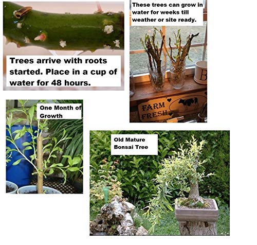 Black Willow Bonsai Tree - Thick Trunk Root Stock - Live Indoor or Outdoor Bonsai Tree Cutting - Get a Mature Looking Bonsai Fast - Much Better Than Tree Seeds
