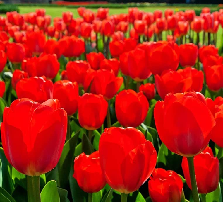 Pre-Chilled Flower Bulbs for Forcing Indoors - Easy to Grow - Grow in Water or Dirt Indoors or Plant Outdoors - Prechilled Indoor Bulbs