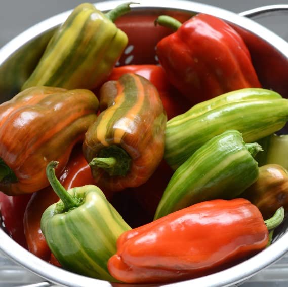 Candy Cane Red Cherry Pepper Seeds for Planting (10 Seeds)