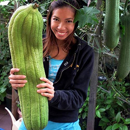 Sponge Gourd Seeds - 20 Seeds - Luffa Gourd, Exotic Vegetable, Easy to Grow