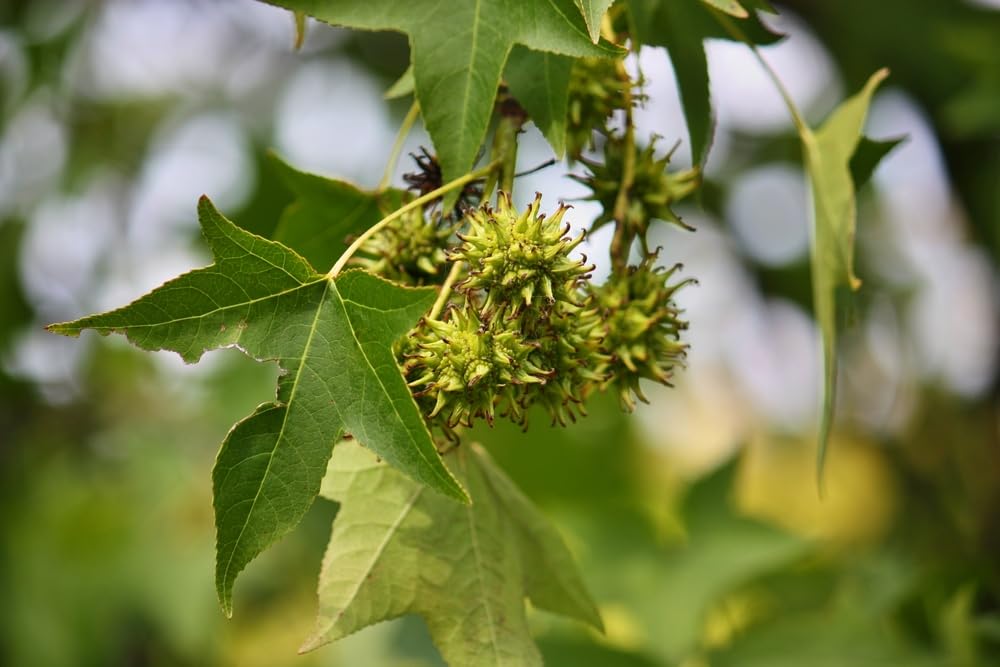 Sweet Gum Tree Seedlings for Planting - No Ship to California