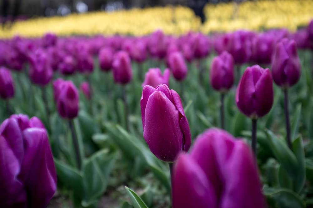 100 Fresh Purple Tulip Bulbs for Planting - Easy to Grow - Made in USA, Ships from Iowa