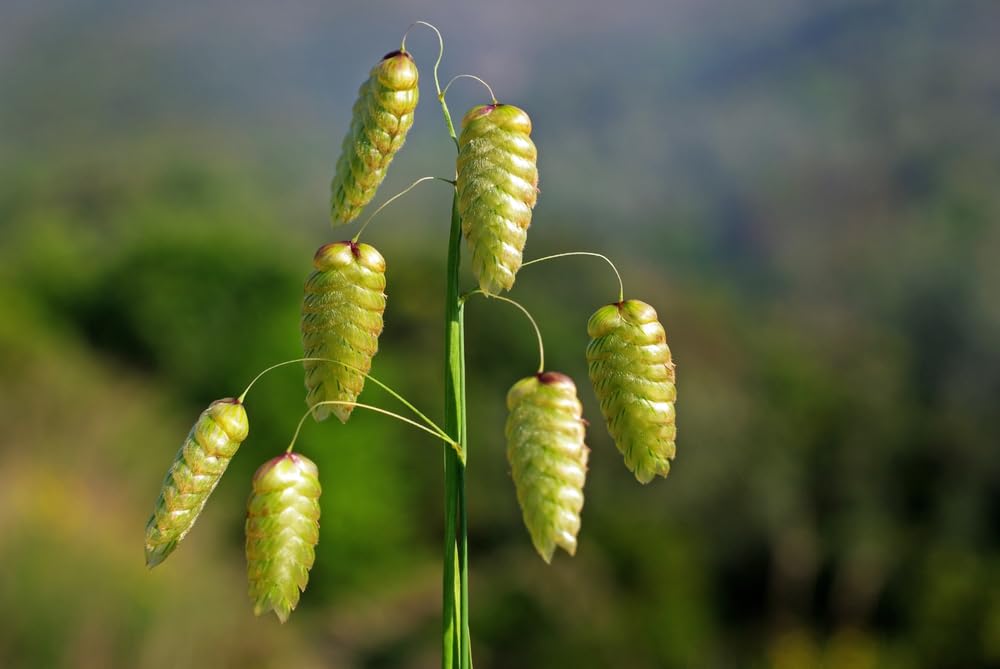 100 Rattlesnake Grass Seeds for Planting - Greater Quaking Grass - Briza Major