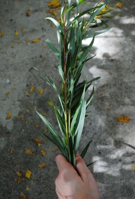 Aravah (Sukkot) Willow Cuttings to Grow - Grow Willows for Future Ceremony - Havatat Aravot