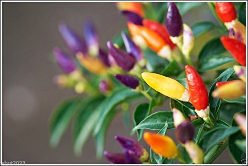 PEPPER,Chilli, 50 Seeds, "BOLIVIAN RAINBOW" CHILI PEPPER( C. annuum) Heirloom