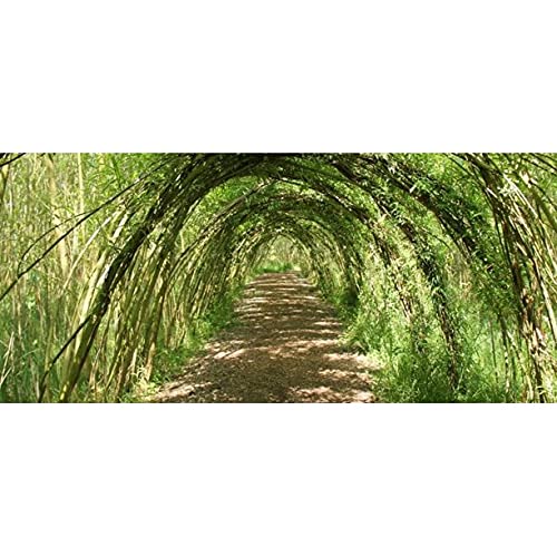 Grow a Willow Structure - 10 Willow Trees - Video Tutorial Included