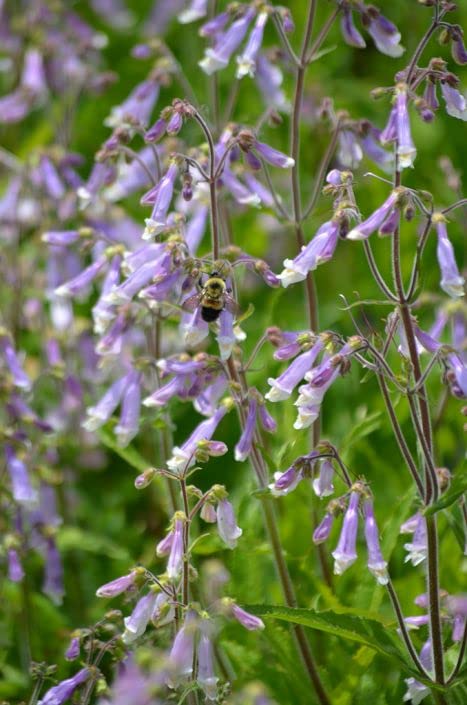 Hairy Beardtounge Seeds for Planting (200 Seeds) - Penstemon hirsutus