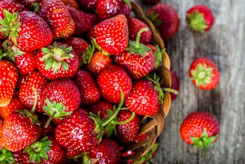 Flavorfest Strawberry Roots to Grow - Large and Delicious Red Strawberries - Healthy Rootstock