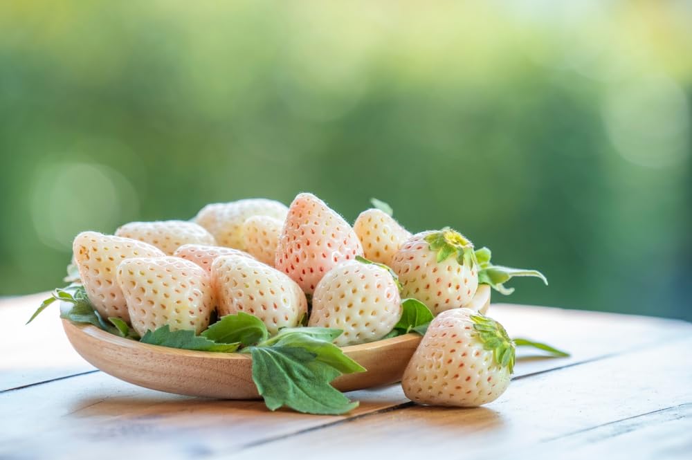 White Strawberry Plants for Growing - White Pineberry are Tasty and High Yielding Each Season