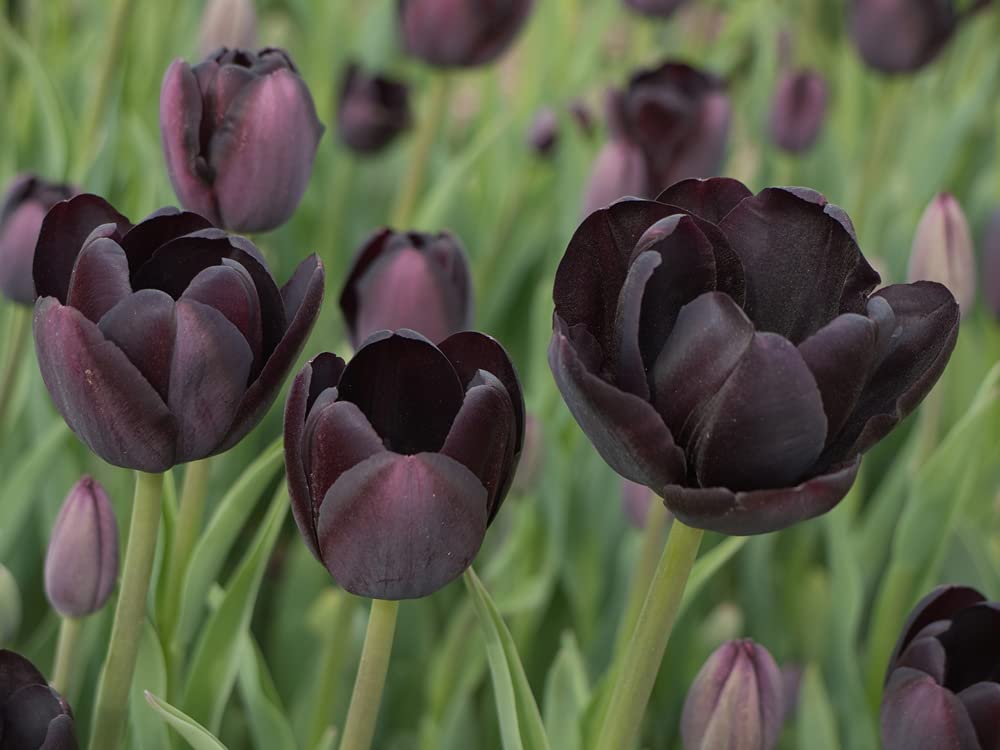 5 Black Tulip Bulbs for Planting - Queen of The Night Tulips - The Blackest Tulips Ships from Iowa, USA