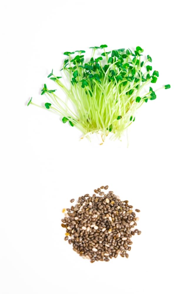 Chia Seeds for Planting - Chia Microgreens