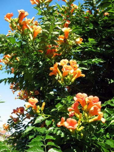 Hummingbird Trumpet Creeper Vine Campsis Radicans Flower Jocad (25 Seeds)