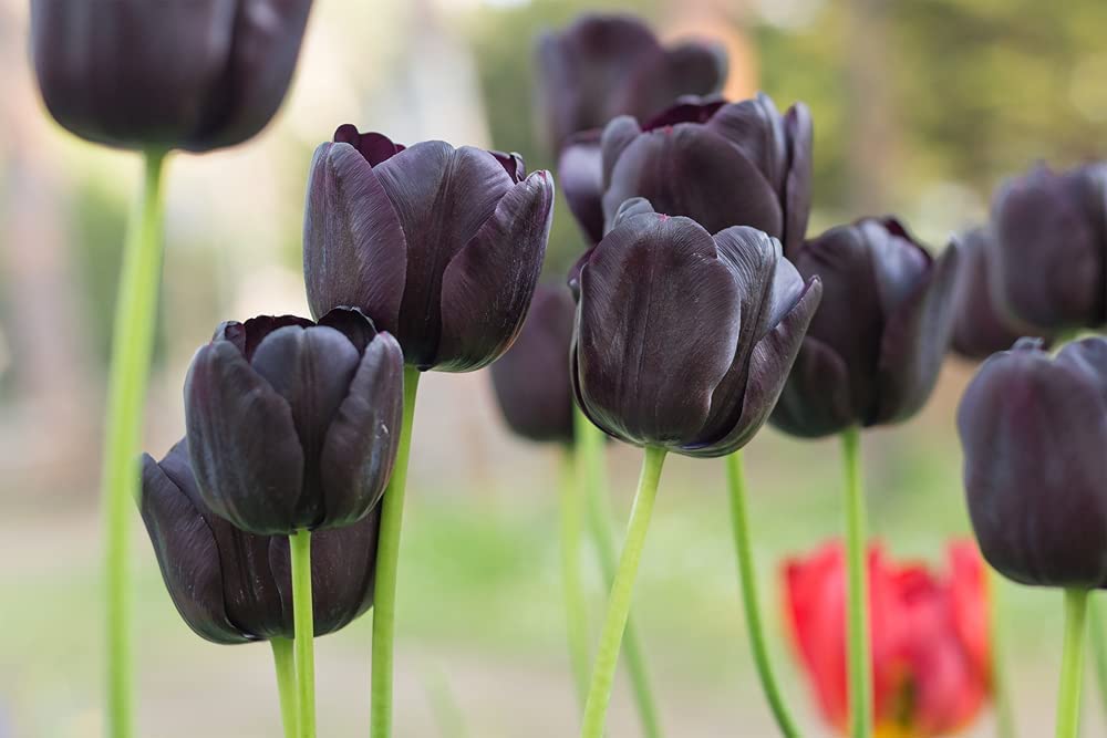 10 Prechilled Black Tulip Bulbs for Planting Indoors - Easy to Grow, Ready to Force
