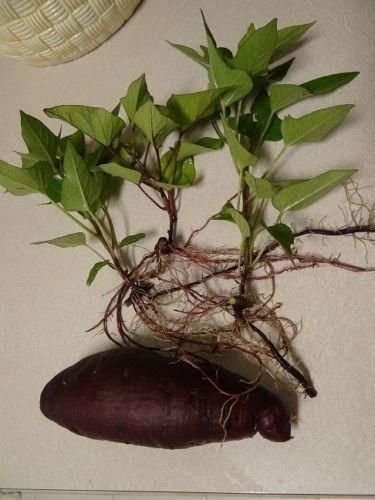 Purple okinawan sweet potato (2 SLIPS) Also known as Hawaiian Sweet Potato