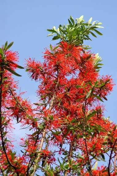 20 Chilean Fire Bush Seeds for Planting - Embothrium coccineum