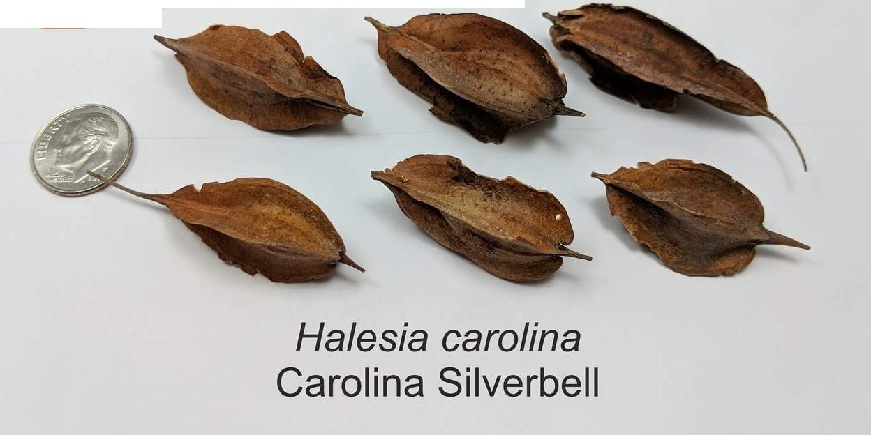 Carolina Silverbell Tree Seeds for Planting - 6 Large Seeds Halesia carolina - Stunning Flowering Tree