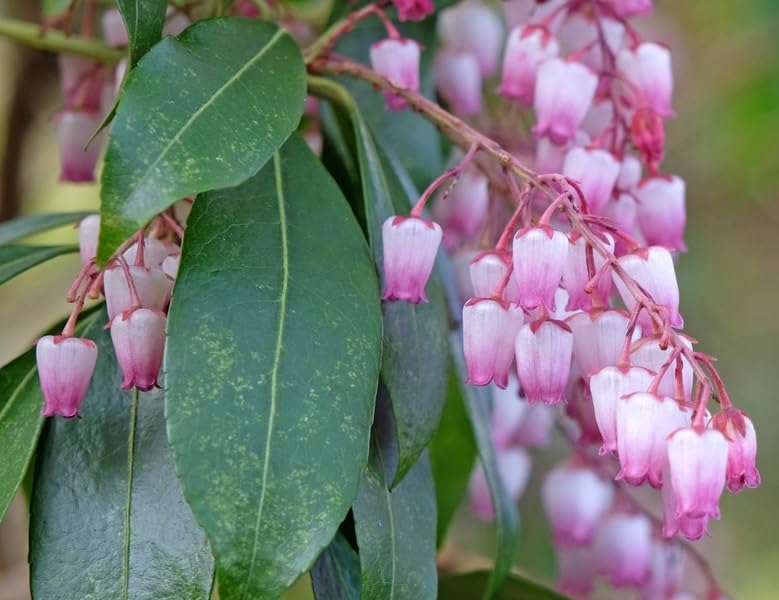 Pink Andromeda Bush Seeds for Planting (30 Seeds) - Pieris Japonica, Japanese Pieris, Forest Flame