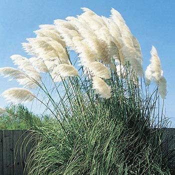 Giant White Pampas Grass Seeds - 100 Seeds - Ships from Iowa, Made in USA