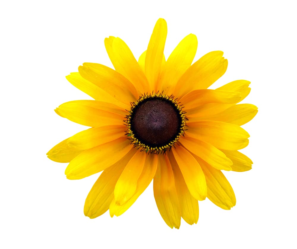 500+ Black Eyed Susan Flower Seeds - Beautiful Perennial Flower - Made in USA, Ships from Iowa.
