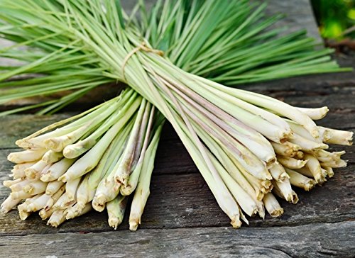 Lemon Grass Seeds - Cymbopogon citratus