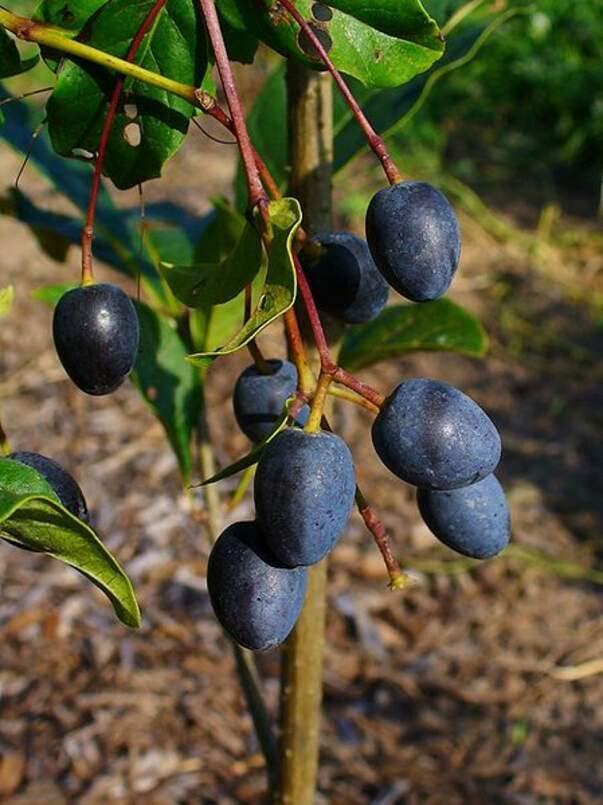 White Fringe Tree Seeds for Planting (30 Seeds) - Chionanthus virginicus - Old Mans Beard