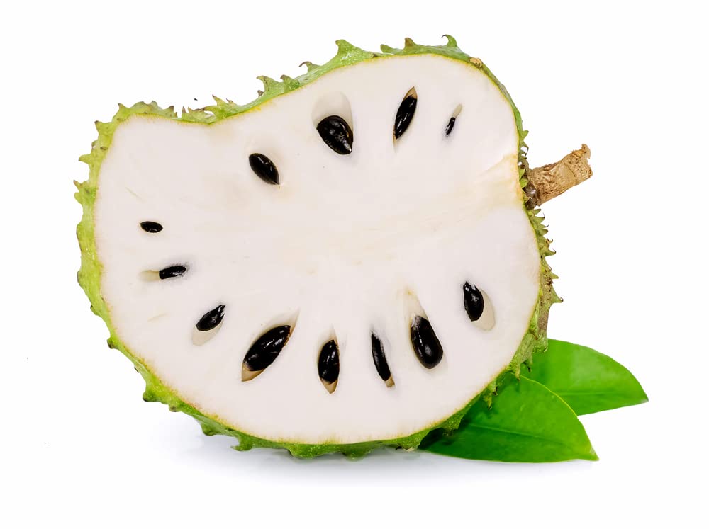 Soursop Fruit Tree Seeds for Planting - 5 Seeds - Annona muricata - Great for Bonsai or Patio Plant