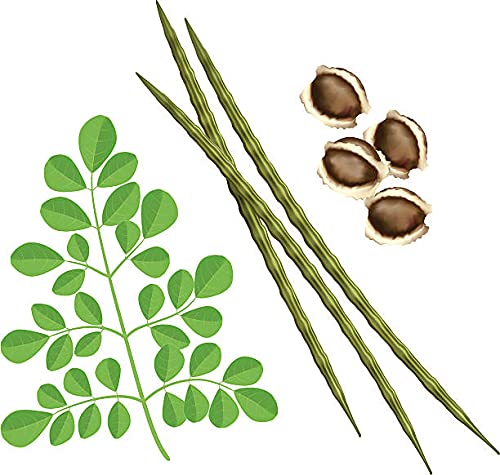 50 Moringa Seeds Organic Large Size Pkm1 Variety Malunggay Shobhanjana Miracle Tree Drumstick Tree