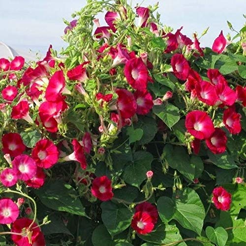 Red Morning Glory Climbing Vine | 100 Seeds to Plant | Beautiful Flowering Vine - Scarlet Flowers