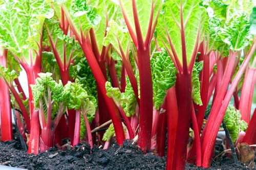 Victoria Rhubarb Crown for Planting - Large Heathly Root, Comes Back Each Year