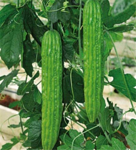 Bitter Gourd S??DS for Pl?nting - Chinese Green Or White Balsam Pear Bitter Melon S??DS Gourd for Diabetes 5 White S??DS
