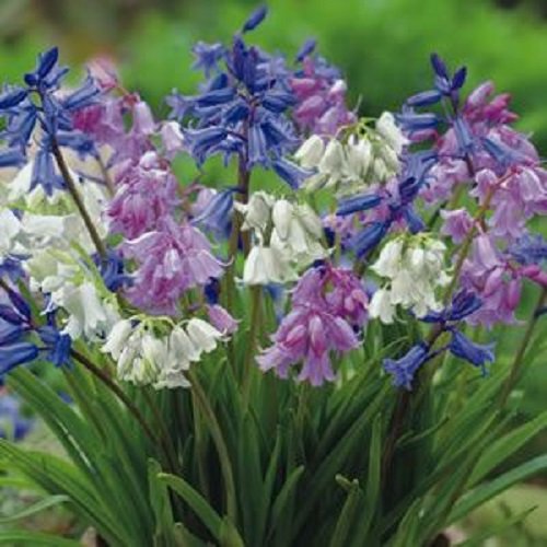 Caribbeangardenseed Spanish Bluebells,HYACINTHOIDES HISPANICA (10 Mixed Bulbs) A.K.A Wood Hyacinth