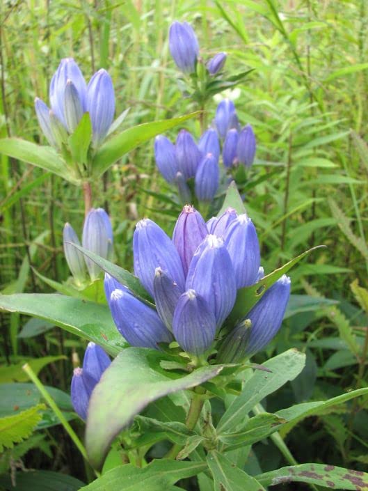 Bottle Gentian Flower Seeds for Planting (100 Seeds) - Gentiana andrewsii