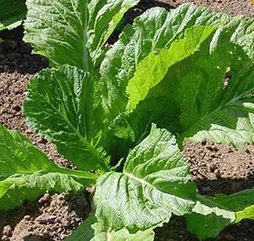Florida Broadleaf Mustard Greens | 250+ Seeds to Grow | Made in USA, Ships from Iowa.