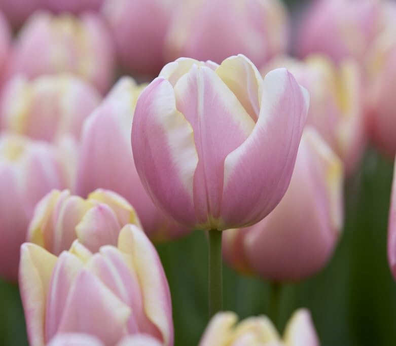 10 Mango Charm Tulip Bulbs for Planting - Stunning Color - Perennial Garden Flowers