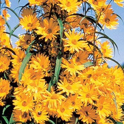 Giant Maximillian Sunflower Seeds - 500+ Seeds for Planting