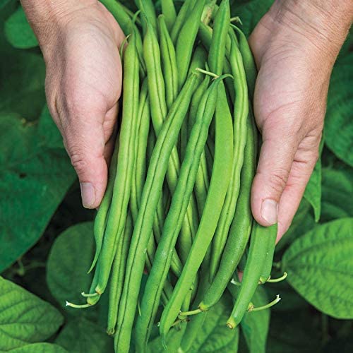 Green Bean Seeds for Planting | 50+ Seeds of Provider Bush Beans | Made in USA, Non-GMO, Heirloom Seeds, Grow your Own Food | Vegetable Seeds for Planting