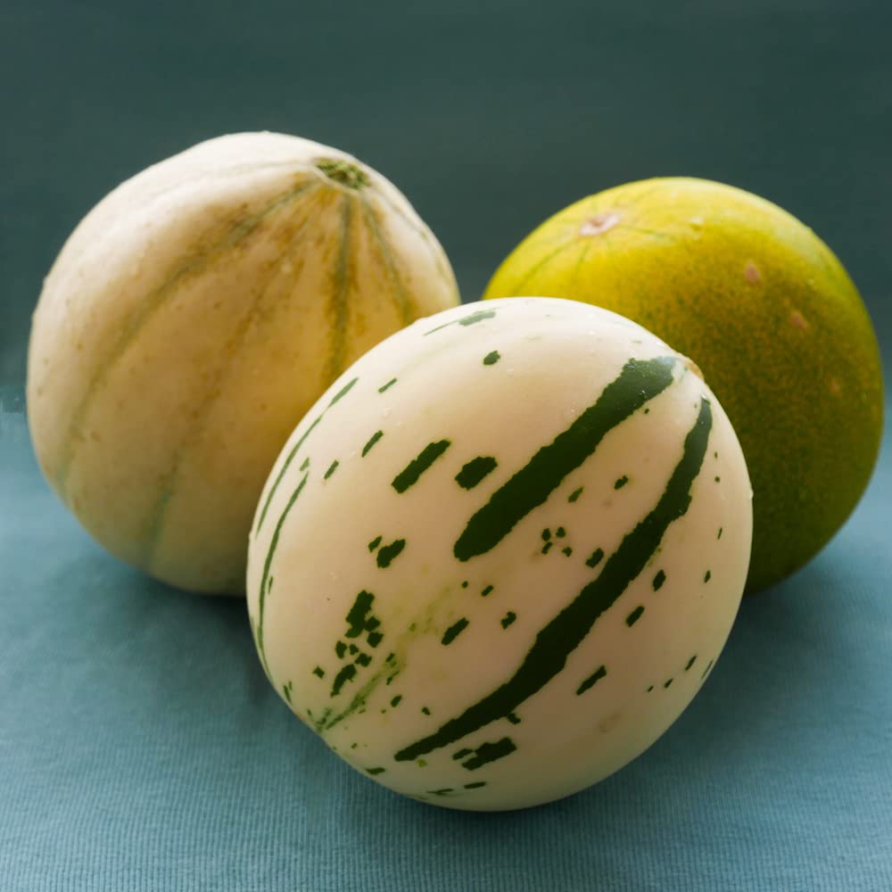 10 Snow Leopard Melon Seeds | Very Rare - Ships from Iowa, USA - Snowball Melon Seeds