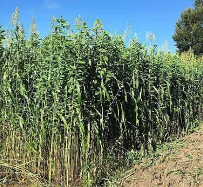 Bulk Egyptian Wheat Seeds for Planting - Can Grow to 10 Feet Tall - Grow Chicken Corn, Great for Birds