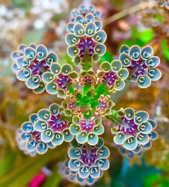 Mother of Millions Live Plant in 2 Inch Pot - Kalanchoe Delagoensis Starter Plant